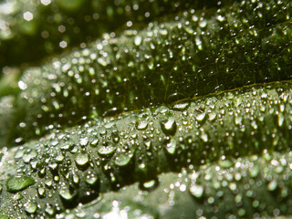 Selective focus, macro shot of rain drops at the surface of cherimoya leaf. Natural background.