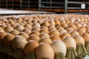 Obraz premium Modern packing, handling and transportation to incubators of organic hatching eggs in Europe, high level of automation