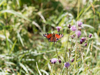 Aglais io | European peacock