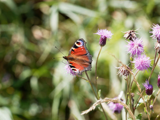 Aglais io | European peacock. Dorsal side on thistle flowerhead