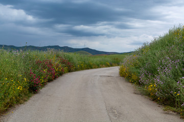 Scenic small mountain road with colorful wild flowers between villages in central part of Sicily island, Italy