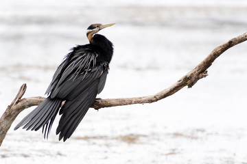 African darter (anhinga rufa) perching on branch, Wilderness National Park, South Africa