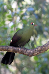 Knysna turaco (Tauraco corythaix) perched on a branch, Birds of Eden parc, South Africa