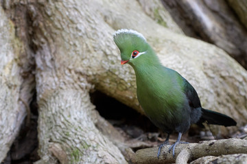Knysna turaco (Tauraco corythaix) perched on forestfloor, Birds of Eden parc, South Africa