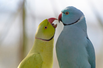 rose-ringed parakeet (Psittacula krameri), couple courting, Birds of Eden parc, South Africa
