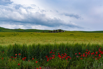 Landscape with red poppies flowers and green wheat fields, Sicily, agriculture in Italy