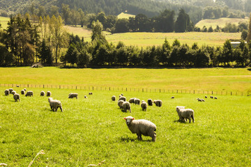 羊　ニュージーランド