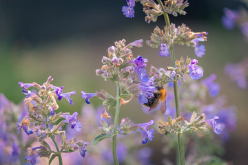 Pinke bienenfreundliche Pflanzen im Garten