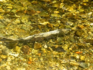 Salmon run