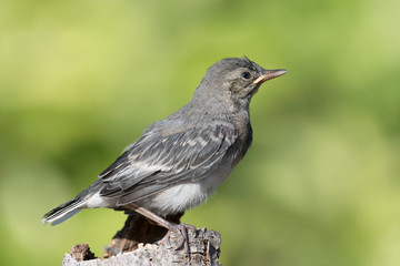 Wonderful portrait of White wagtail (Motacilla alba)
