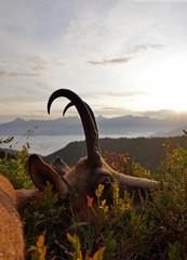 hunt of a old chamois buck in the morning