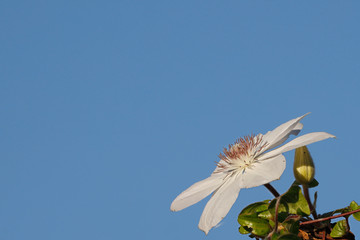 Clematis bloom soaking up the suns rays