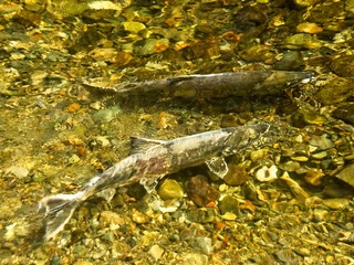 Salmon run