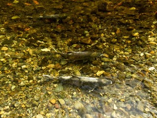 Salmon run