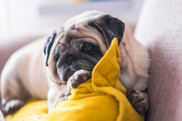 Lazy beautiful old puppy dog pug rest at home on the sofa - best friend forever dog concept