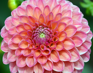 Dahlia is a genus of bushy, tuberous, perennial plants native to Mexico, Central America, and...