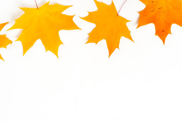 Autumn composition, maple leaves, top view, flat lay. Border made from color falling maple leaves