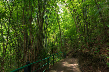 Walk way in the bamboo grove at the forest.Natural tunnel tree pathway in the park.