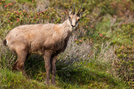 G&auml;mse in den Bergen