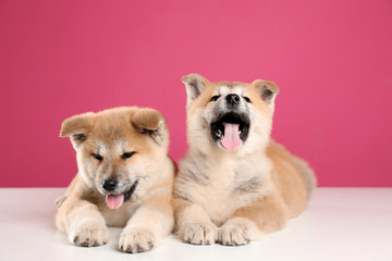 Adorable Akita Inu puppies on pink background
