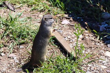 Cute Meekats Playing - Wildlife in Natural Habitat