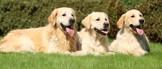 Nice golden retrievers lying together