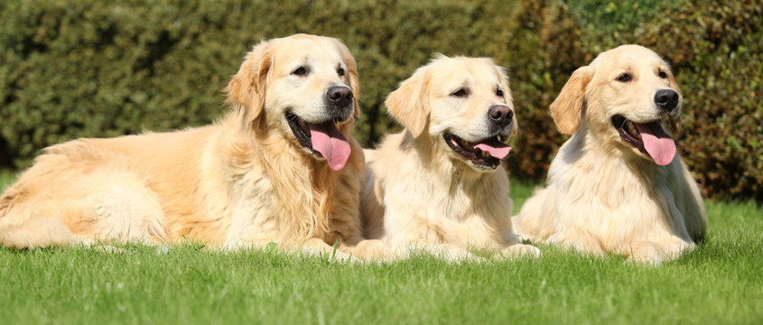 Nice golden retrievers lying together