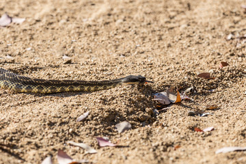 Western rattlesnake crossing dirtpath at Griffith Park in Los Angeles, California.