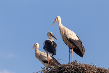 Stork family on a nest. Closeup on three birds with child, father and mother all looking into the camera.