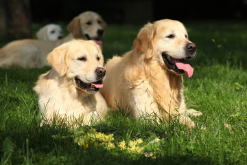 Amazing golden retrievers together