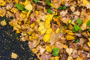 Birch yellow leaves fallen from tree lie on asphalt road on an autumn day.