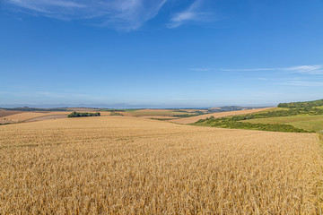 A South Downs Summer Landscape