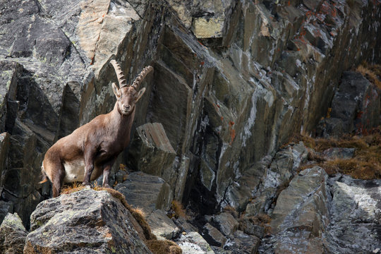Alpensteinbock in den Tiroler Bergen