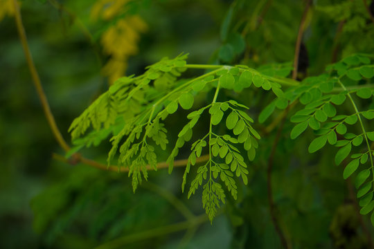 Natural Green Moringa leaf on Garden