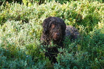 brown hairy hunting dog is lying in a green field