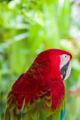 Red and green macaw