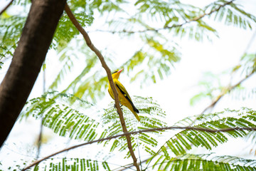 Black - naped oriole