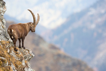 Alpensteinbock in den Tiroler Bergen