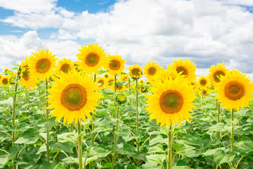 Sunflower field landscape