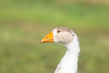 goose on grass