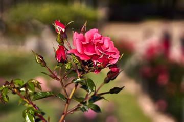 Red rose with buds in a garden