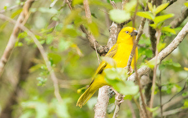 Yellow Bird
