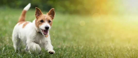 Poster Gelukkige actieve jack russel-hondenpuppy die in de zomer in het gras loopt, webbanner met kopieerruimte © Reddogs