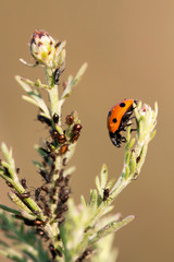 Aphids and a useful ladybug eating on a plant