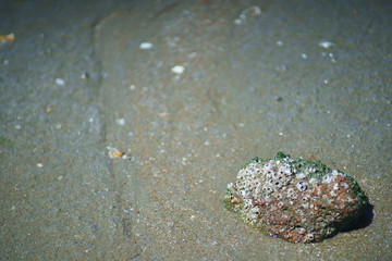 shell on sand at the beach background copy space