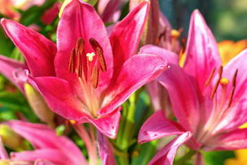 Red lily flower close-up. Blooming pistil and stamen close-up.