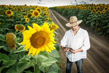 Naklejka na ściany i meble Farmer in a straw hat wearing glasses with a digital tablet inspecting sunflower field