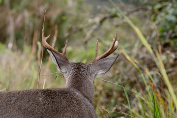 Venado Cola Blanca en el Paramo Nacional de Chingaza en Cundinamarca