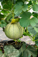 Melone