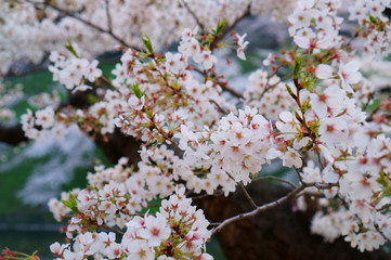 blooming cherry tree in spring